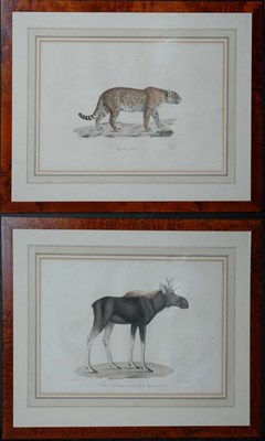 Lot 3105 - After Werner ELAN DE L'AMERIQUE SEPTENTRIONALE,...