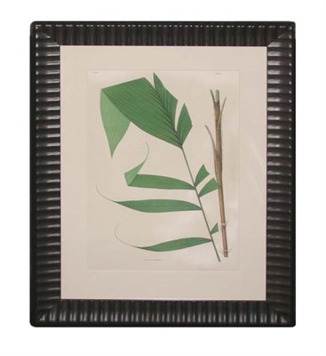 Lot 4071 - After Joao Barbosa Rodrigues BACTRIS INCOMMODA...