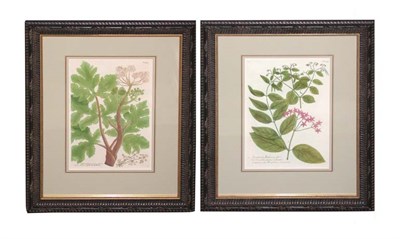 Lot 4086 - After Johann Weinmann [FLOWER STUDIES] Two...