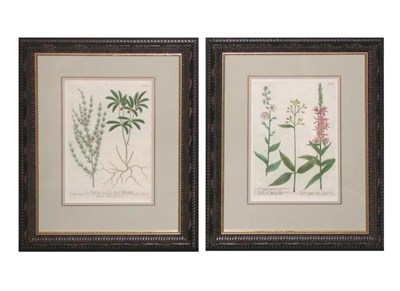 Lot 4067 - After Johann Weinmann [FLOWER STUDIES] Two...