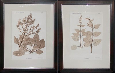 Lot 4080 - Constantin von Ettingshausen and Alois Pokorny...