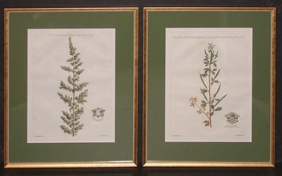 Lot 4069 - After Jan Van Huysum [PLANT STUDIES] Two...
