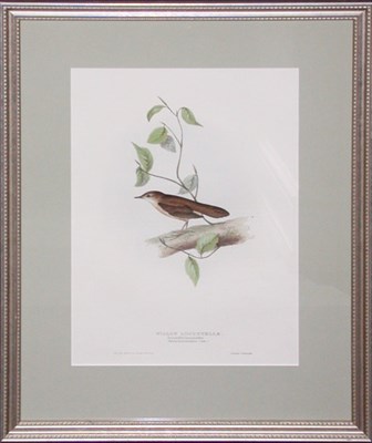 Lot 4060 - J. & E. Gould OLIVE-TREE SALICARIA and WILLOW...