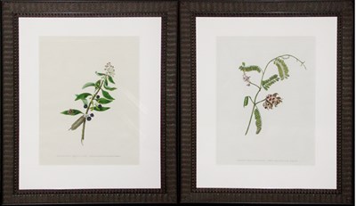 Lot 4076 - Mrs. James Cookson [FLOWER STUDIES] Two...