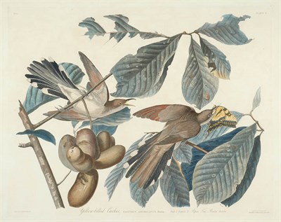 Lot 2149 - After John James Audubon YELLOW-BILLED CUCKOO...