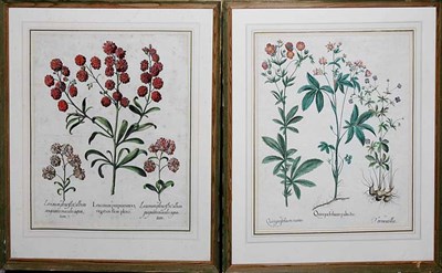 Lot 1052 - Basilius Besler LEUCOIUM PURPUREUM VA... and...