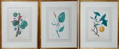 Lot 3119 - Hocquart [FLOWER STUDIES] Three hand-colored...