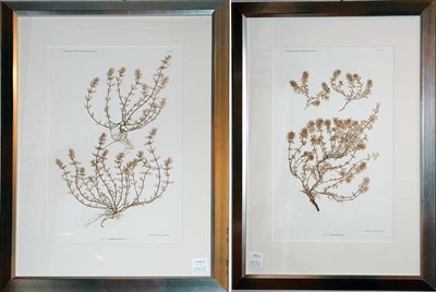 Lot 3104 - Constantin von Ettingshausen and Alois Pokorny...
