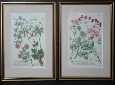 Lot 3109 - After Johann Weinmann [FLOWER STUDIES] Two...