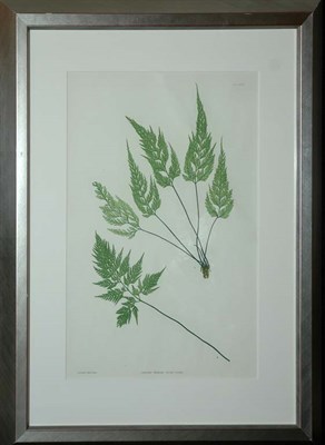 Lot 3120 - Thomas Moore ASPLENIUM ADIANTUM Nature-printed...