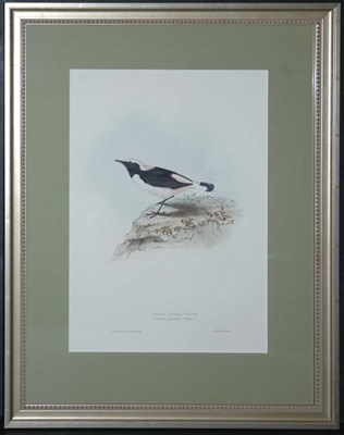 Lot 3102 - J. & E. Gould PIED WHEATEAR Hand-colored...