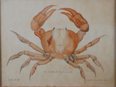 Lot 2035 - Aloys Zotl German, 1803-1897 Die Landkrabbe,...