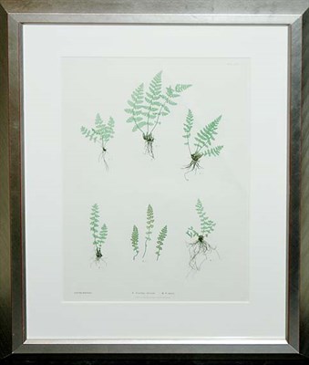 Lot 1068 - Thomas Moore WOODSIA ILVENSIS Nature-printed...
