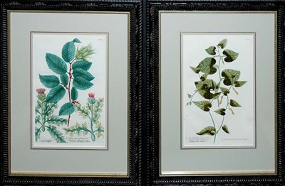 Lot 1055 - After Johann Weinmann [FLOWER STUDIES] Two...