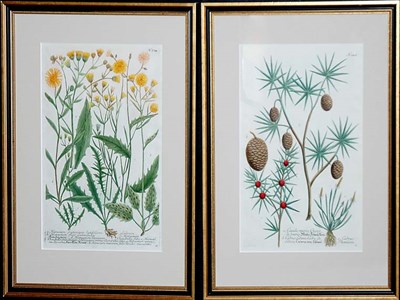 Lot 1079 - After Johann Weinmann [FLOWER STUDIES] Two...