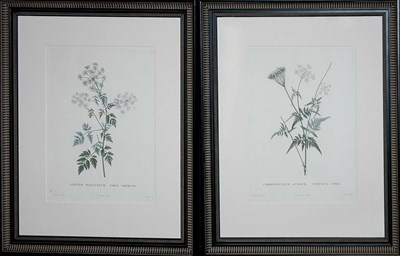 Lot 1053 - After Pierre-Joseph Redoute CONIUM MACULATUM......