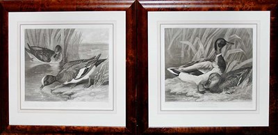 Lot 1058 - After Baranger WILD DUCKS and WIDGEONS Two...