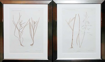Lot 1077 - Constantin von Ettingshausen and Alois Pokorny...