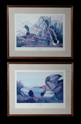 Lot 104 - After John James Audubon CANVAS BACKED DUCK...