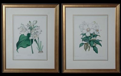Lot 99 - After Charlotte Caroline Sowerby RHODODENDRON...
