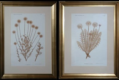 Lot 91 - Constantin von Ettingshausen and Alois Pokorny...