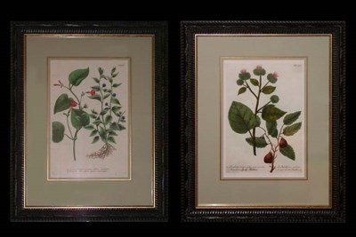 Lot 101 - After Johann Weinmann [FLOWER STUDIES] Two...