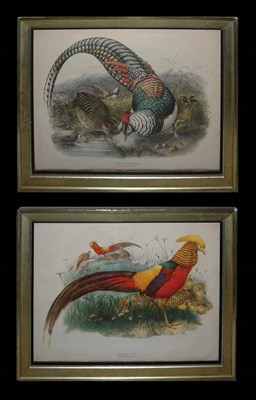 Lot 139 - Artist Unknown [PHEASANT STUDIES] Two color...