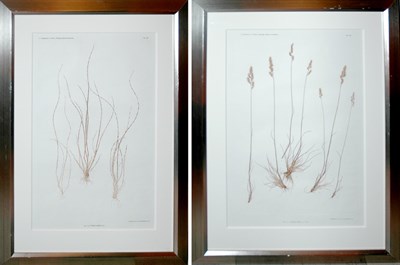Lot 142 - Constantin von Ettingshausen and Alois Pokorny...