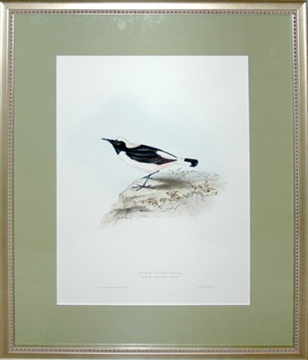 Lot 144 - J. & E. Gould PIED WHEATEAR Hand-colored...