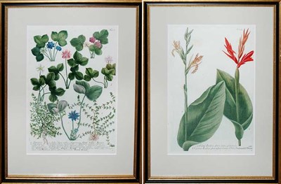 Lot 155 - After Johann Weinmann [FLOWER STUDIES] Two...
