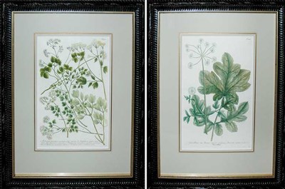 Lot 161 - After Johann Weinmann [FLOWER STUDIES] Two...
