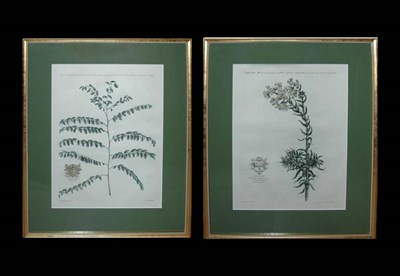Lot 157 - After Jan Van Huysum [PLANT STUDIES] Two...