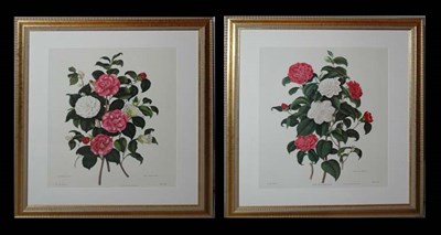 Lot 148 - After Clara Maria Pope [CAMELLIA STUDIES] Two...