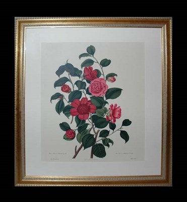 Lot 128 - After Clara Maria Pope ANEMONE FLOWERED OR...