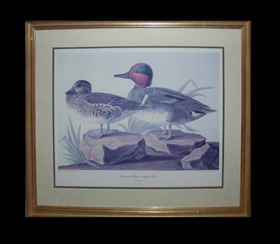 Lot 136 - After John James Audubon AMERICAN GREEN WINGED...