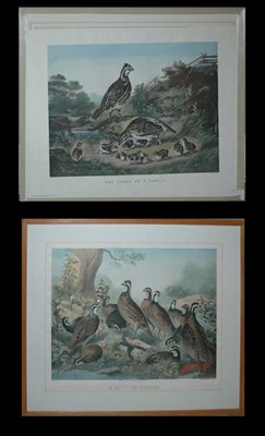 Lot 132 - After J. S. Hill A BEVY OF QUAILS (2) Two hand-...
