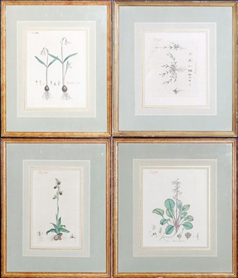 Lot 135 - Artist Unknown [PLANT STUDIES] Four...