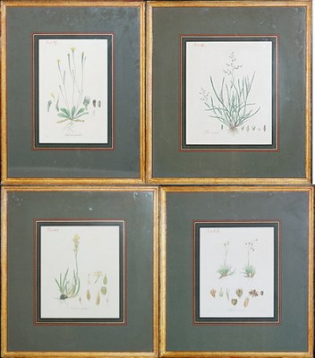 Lot 141 - Artist Unknown [PLANT STUDIES] Four...