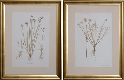 Lot 140 - Constantin von Ettingshausen and Alois Pokorny...