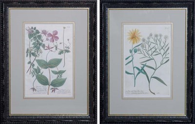 Lot 128 - After Johann Weinmann [FLOWER STUDIES] Two...