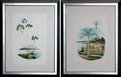 Lot 134 - After Joao Barbosa Rodrigues BACTRIS...