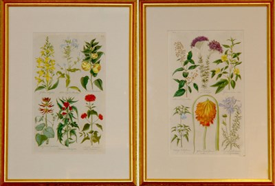 Lot 131 - Sir John Hill [FLOWER STUDIES] Two...