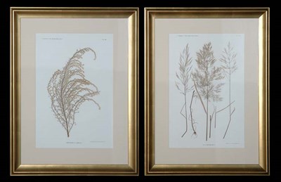 Lot 95 - Constantin von Ettingshausen and Alois Pokorny...