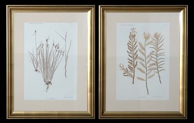 Lot 114 - Constantin von Ettingshausen and Alois Pokorny...