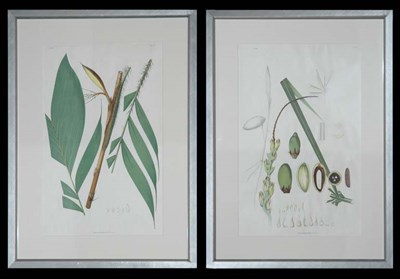 Lot 99 - After Joao Barbosa Rodrigues BACTRIS...