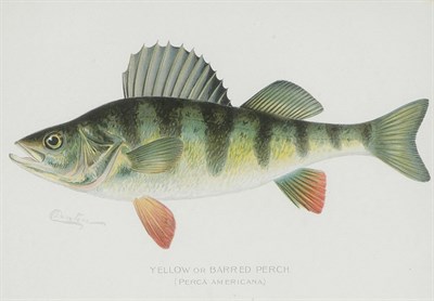 Lot 109 - After S. F. Denton [FISH STUDIES] Eight...