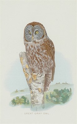 Lot 107 - Pearson & Warren, publishers [OWL STUDIES]...