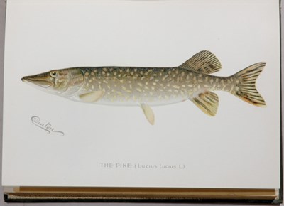 Lot 3052 - NEW YORK STATE FOREST, FISH AND GAME...