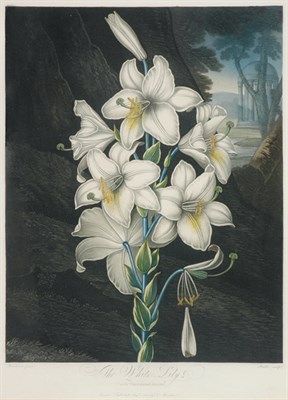 Lot 3278 - Dr. Robert Thornton, publisher THE WHITE LILY...