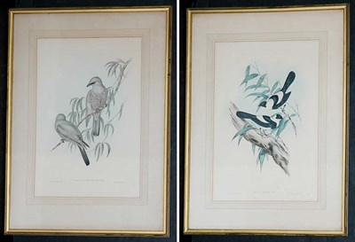 Lot 105 - J. Gould & H. C. Richter [BIRD STUDIES] Four...